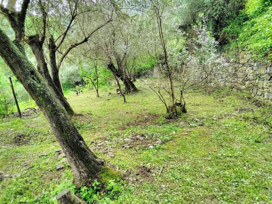 Villa Olivari - Apt Il Melograno Camogli Kültér fotó